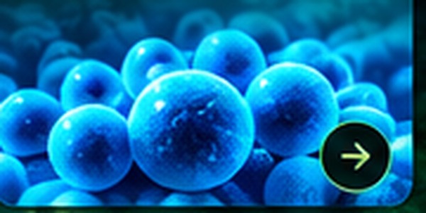 Probiotic bacteria